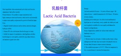 Lactic Acid Bacteria