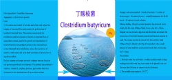 丁酸梭菌 Clostridium butyricum