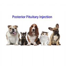 Posterior Pituitary INJ.